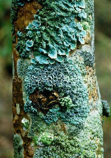 Lichen on a tree VAUGHAN FLEMING/SCIENCE PHOTO LIB...