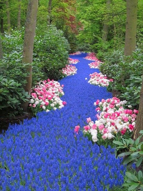 River of flowers: muscari and tulips