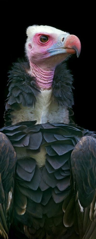 Vulture - rather a fearsome looking fellow