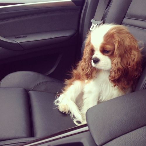 Cavalier King Charles ~ Beautiful puppy I've alway...