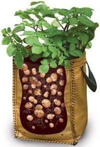 How To Grow Potatoes In containers