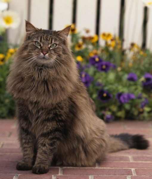 10 Facts on Maine Coon Cats | PawNation