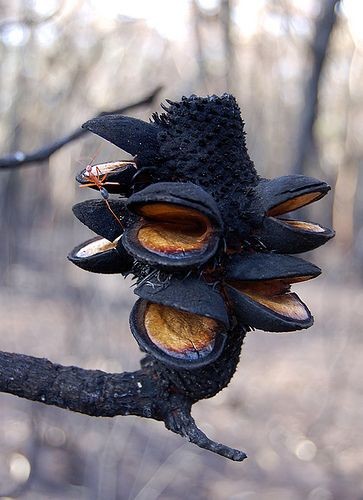 Red bull ant explores a burnt banksia pod by simon...