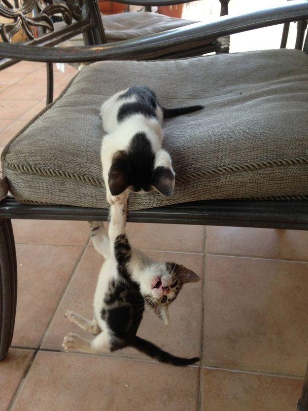 These Kittens Reenacting "The Lion King" Is The Cu...