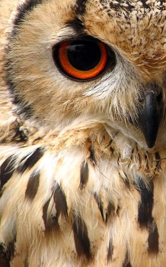 Indian eagle owl.