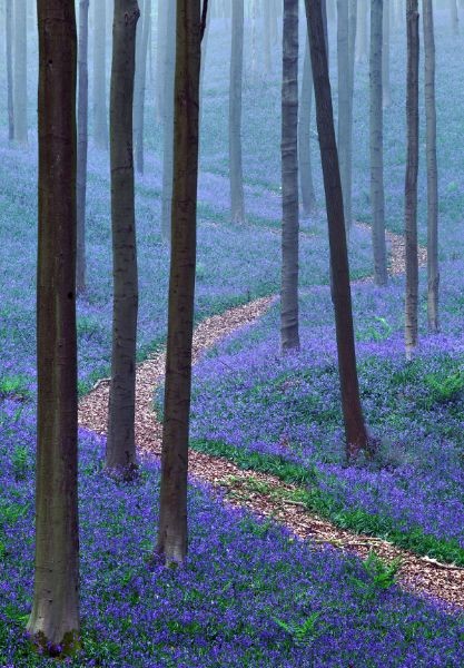 THE BLUE FOREST by Kilian Schönberger, via Be...