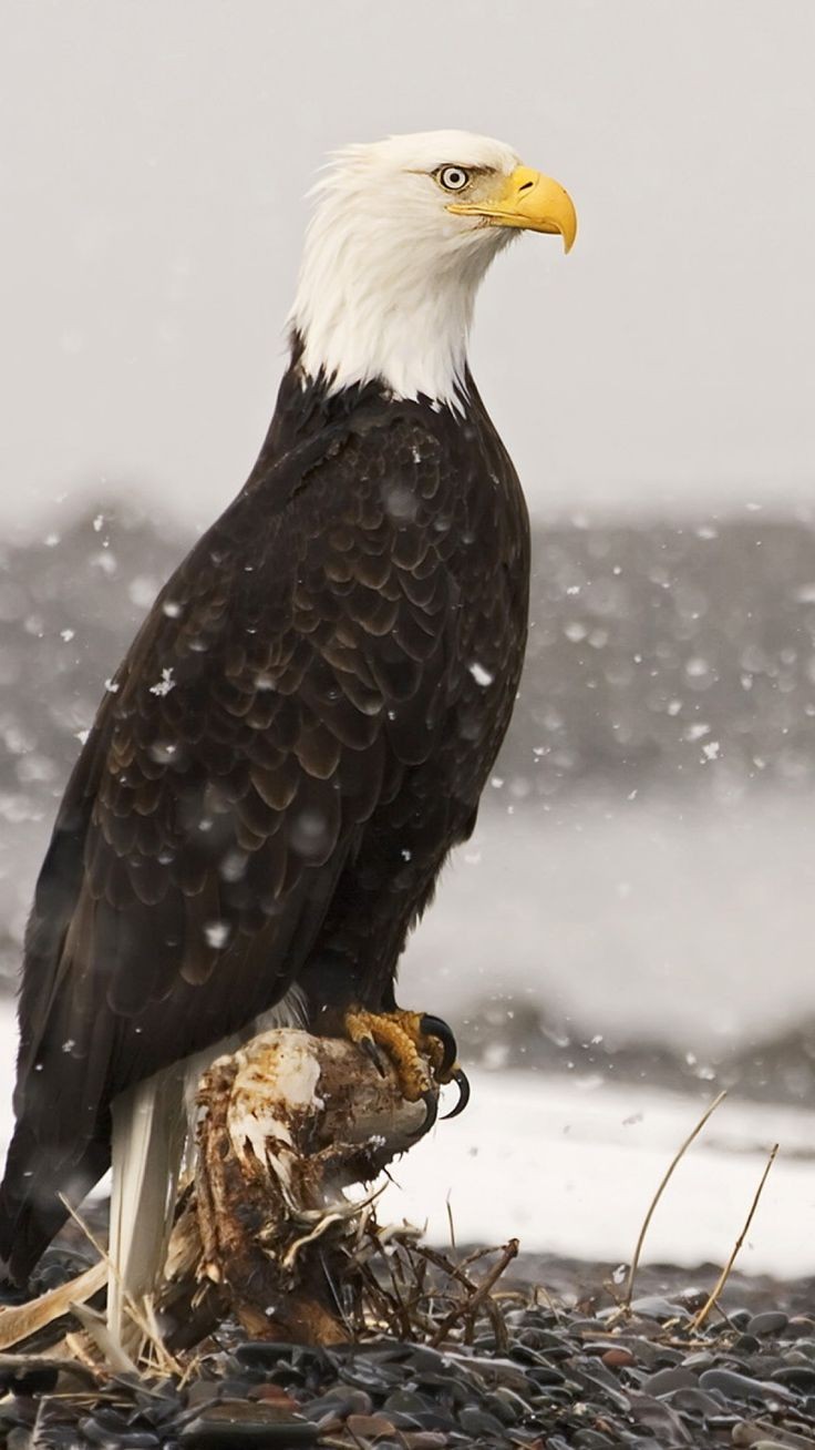 Majestic Bald Eagle - Alaska
