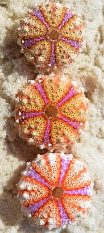 Colourful Sea Urchins || beautiful patterns and co...