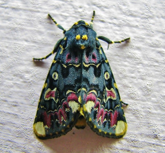 Lilly moth