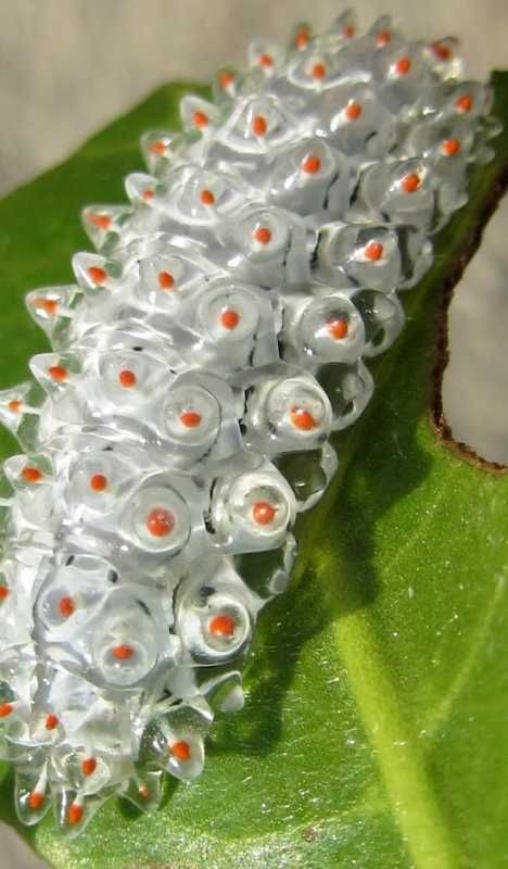 Crawling Bling: Trippy Tropical Jewel Caterpillars...