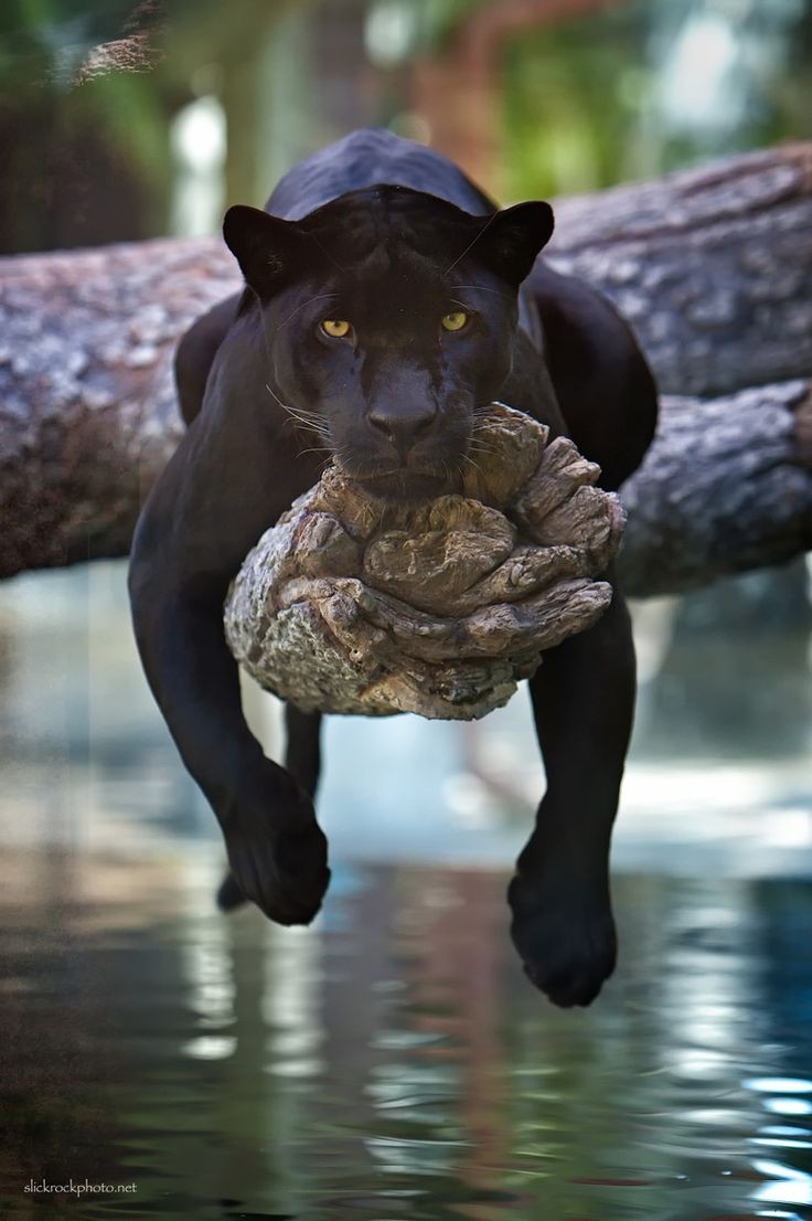 We don't call these Jaguars we call them panthers...