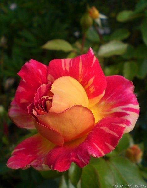 ~Hybrid Tea Rose: Rosa 'Ambossfunken' AKA 'Anvil S...