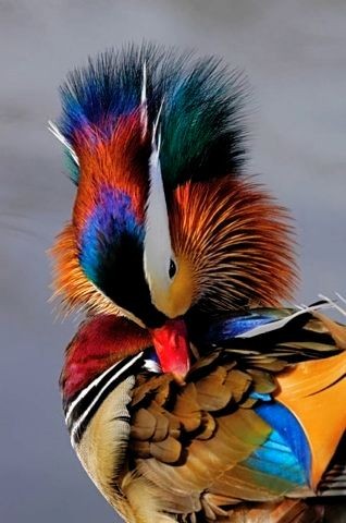 Mandarin Duck Didn't know a duck could be so beaut...