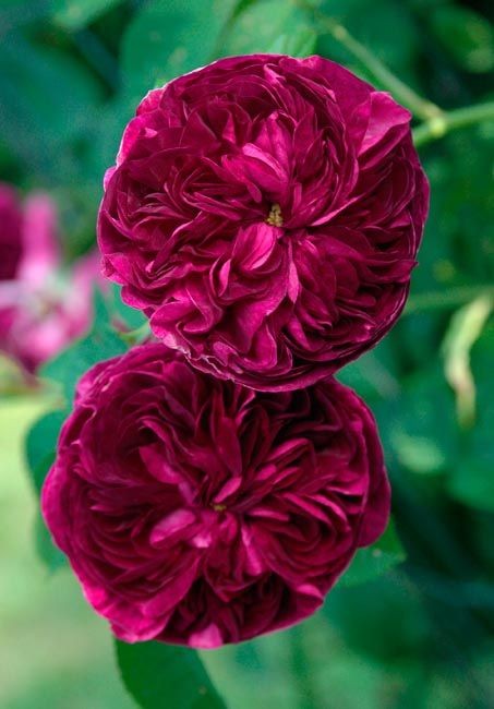 'Charles de Mills' One of the oldest roses recorde...