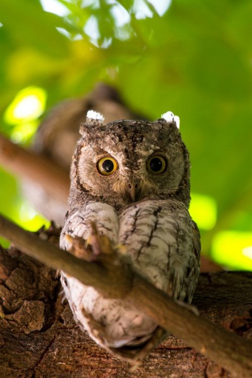 Scops Owl by chrisdx3 | Flickr