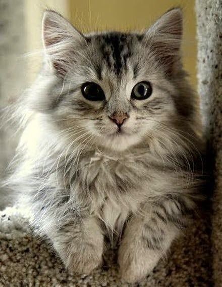 Top 5 Long Haired Cat Breeds, always wanted to kno...