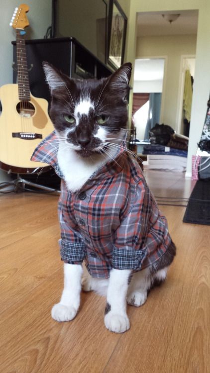 From Imgur: The vet suggested a shirt instead of a...
