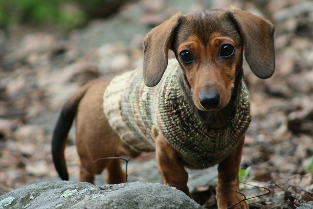 Hertta in her new sweater by Vilman, via Flickr