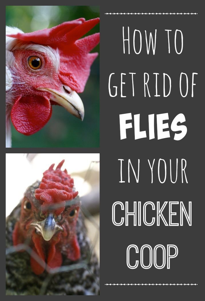 Flies in the chicken coop are a common problem. We...