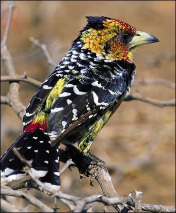 south african birds - Google Search
