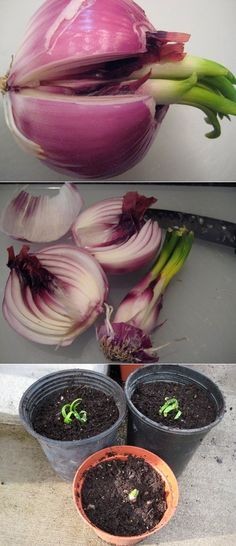 How to grow sprouted onions