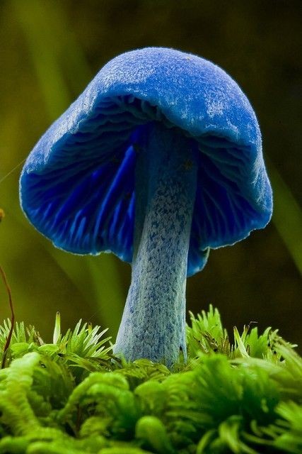 Blue mushroom (Entoloma hochstetteri). Green moss....