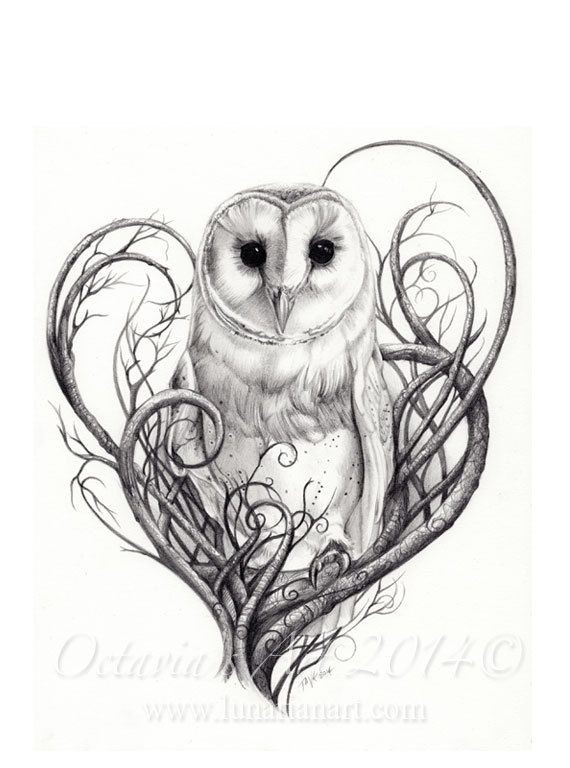 Barn Owl Print  Owls  Limited Edition Giclée...