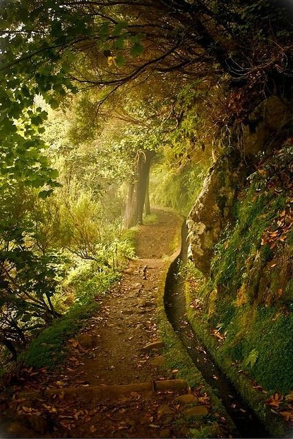 Forest Trail, Plitvice, Croatia. This looks like i...