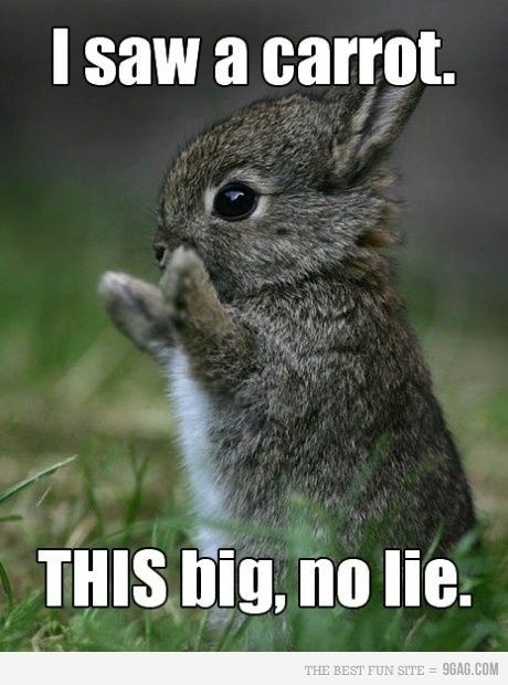 This funny bunny and more adorable animal pics. to...