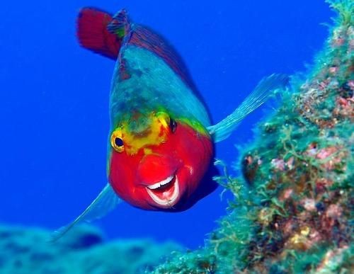 Very Rare Caribbean Clown Snapper -- happy fish is...