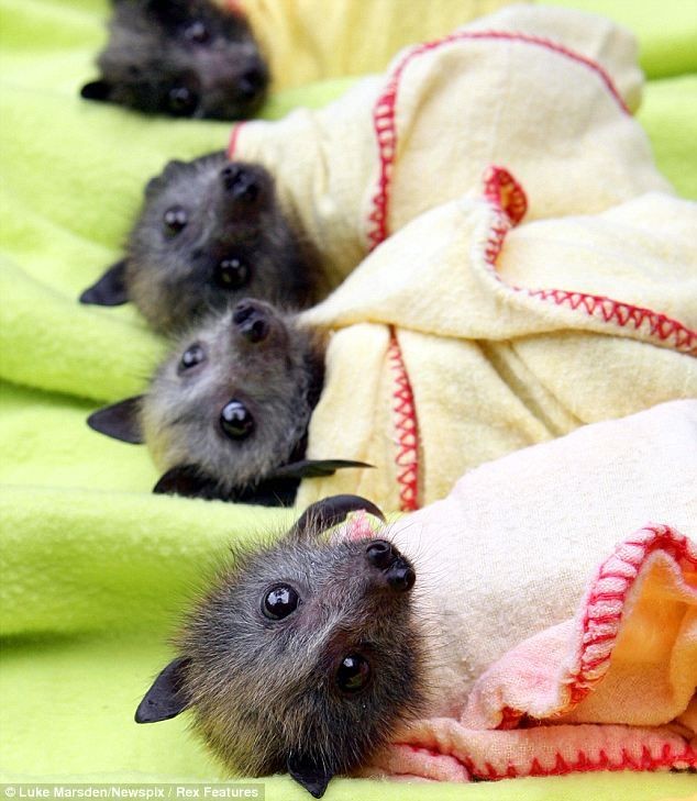 "Baby bats at the Bat Clinic in Advancetown, which...