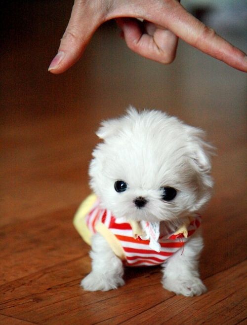 Teacup Maltese. I want one!!!!  Is that a real pup...