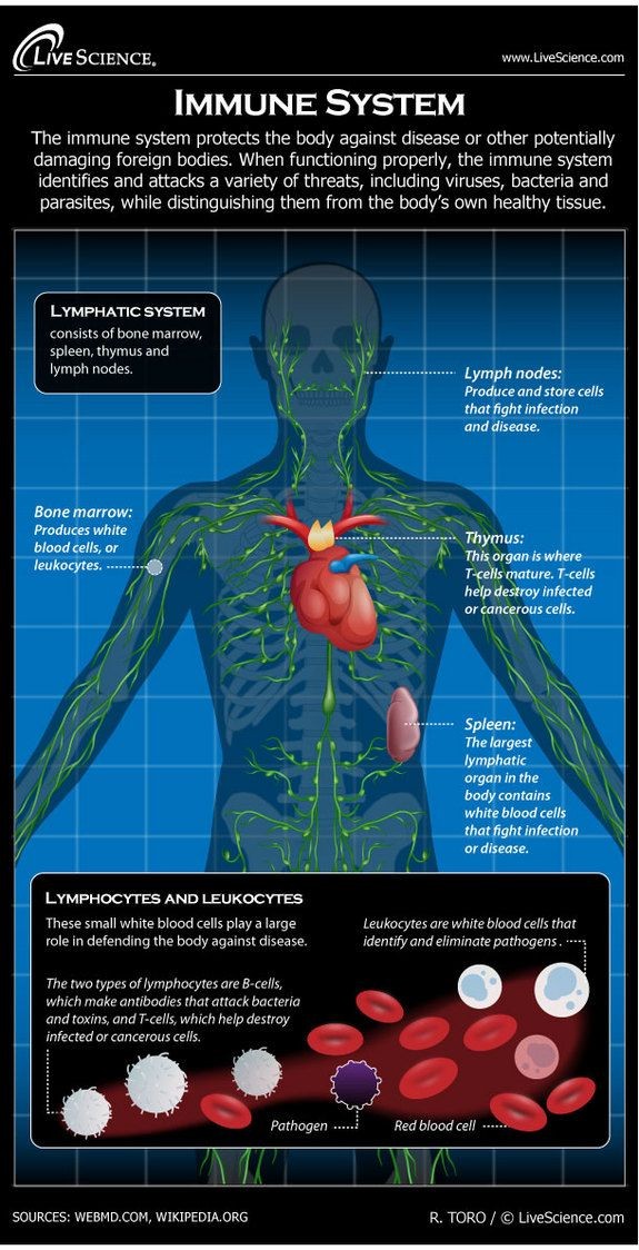 Infographic: How the human body's immune  system w...
