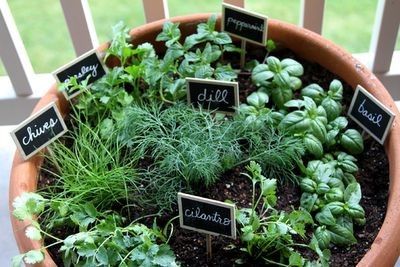 Container Herb Garden: A great idea for those with...