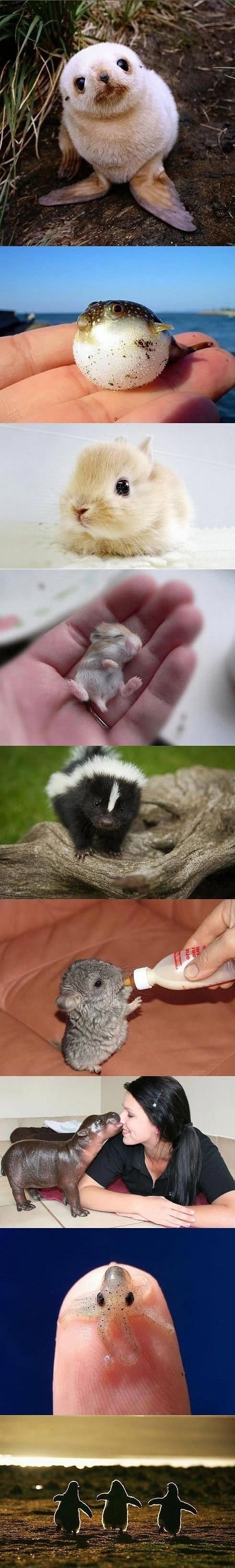 OMG. Adorable Precious Baby Animals originally pin...