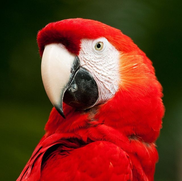Really Really RED Bird