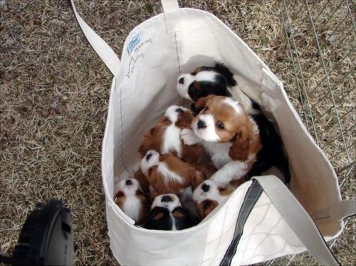 A bag of Cavalier King Charles Spaniel puppies! I'...
