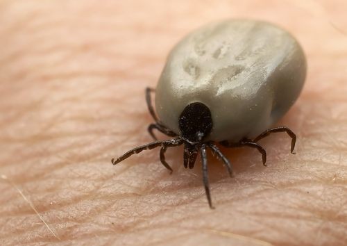 GOOD TO KNOW... Tick Removal: A nurse discovered a...