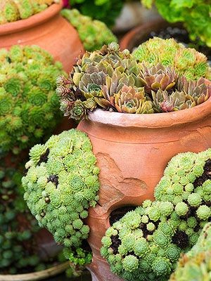 A Guide to Succulents and everything you need to k...