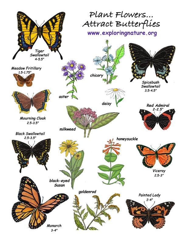 Some examples of flowers that butterflies like are...