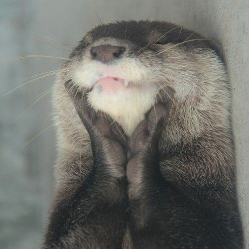 Nothing beats a happy otter.