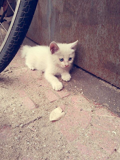 Kitten from Tianjin, China. http://kittyflix.com