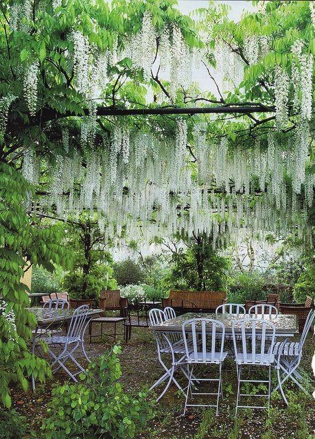 White wisteria  | http://PhilosBooks.com