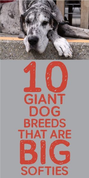 10 Giant Dog Breeds That Are BIG Softies! <3