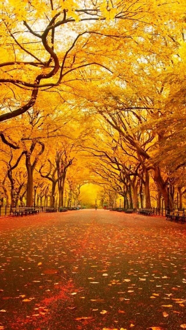 New York in Autumn.. classic Central Park.