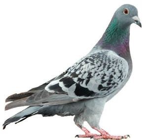 Birds Removal Warrington | Find Seagulls & Pigeon...