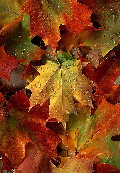 "Maple leaves after an autumn shower"  The maple l...