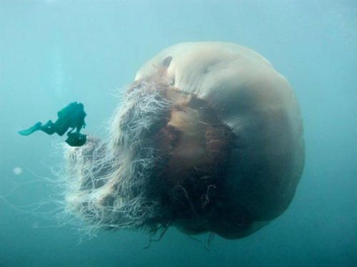 The Lions Mane Jellyfish is the largest jellyfish...