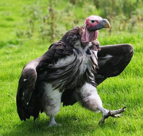 The Lappet-Faced Vulture or Nubian vulture (Torgos...