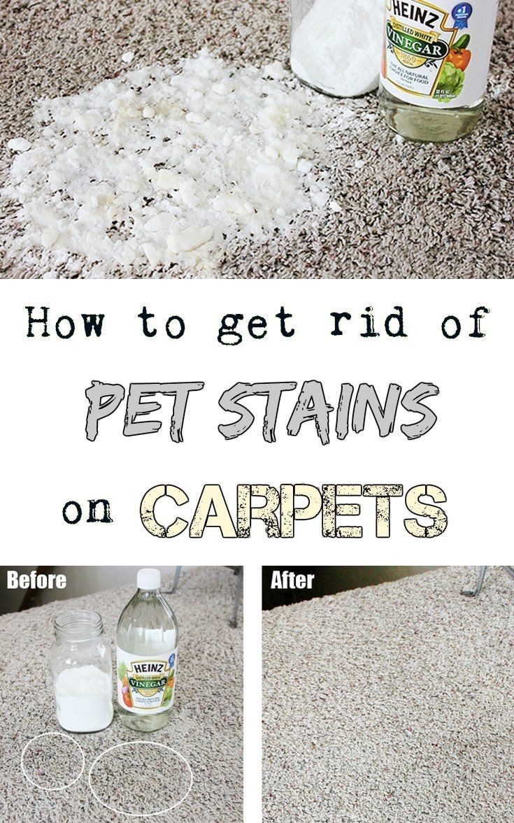 How to remove pet stains on carpets - CleaningTuto...